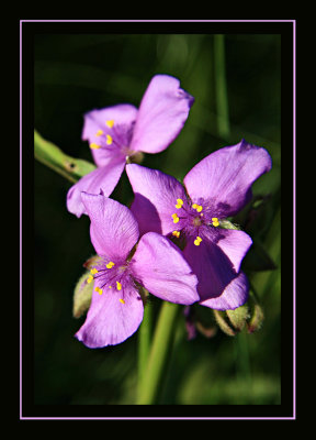 Collection of Western wildflowers