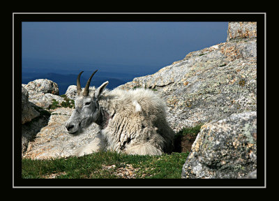 Mountain goat on Harney Peak