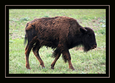 Baby bison