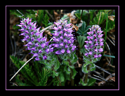 Unidentified purple flowers