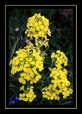 Western wallflower