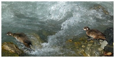 Harlequin Ducks