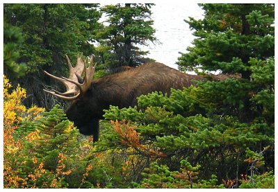 Bull Moose