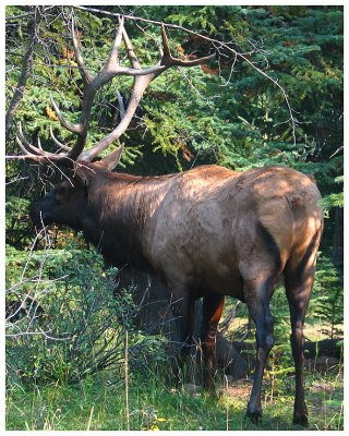 Bull Elk