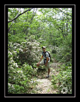 Mountain laurel along the trail