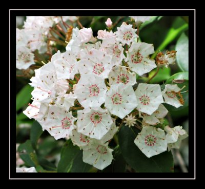 Mountain Laurel