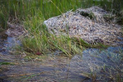 glasswort in situ copy.jpg