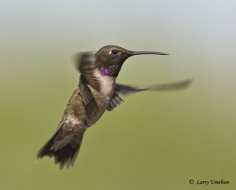 Black-chinned Hunningbird