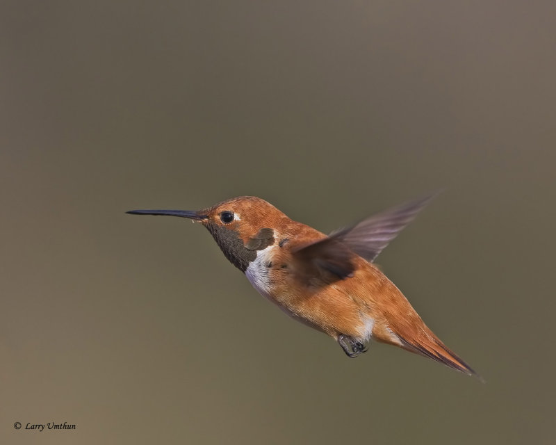Rufous Hummingbird