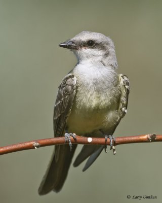 Western kingbird