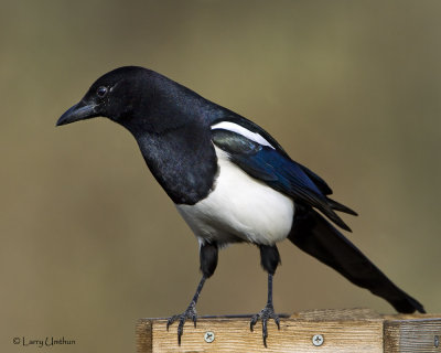 Black-billed Magpie