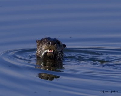 River Otter