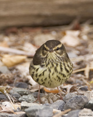 Northern Waterthrush