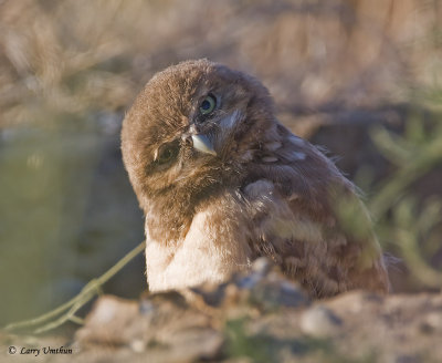 Burrowing Owlet