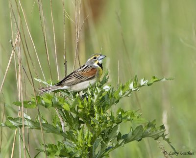 Dickcissel