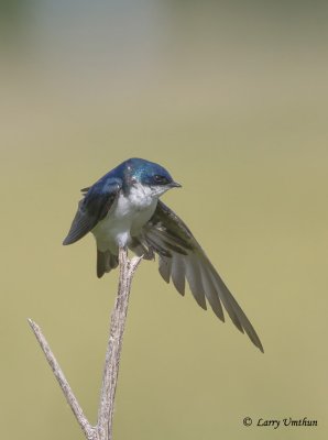 Tree Swallow