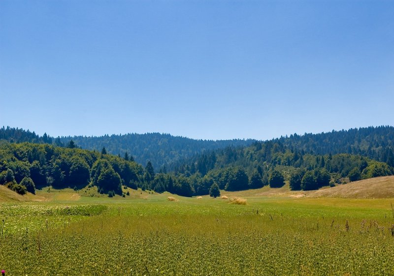 Meadows And Forests