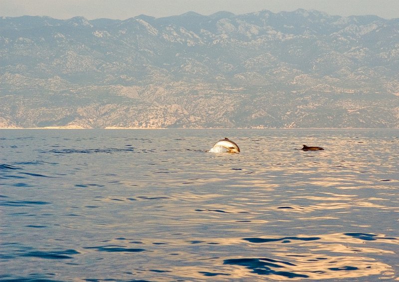 Playing Dolphins