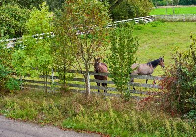 Fenced Horses