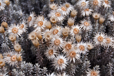 Helichrysum Citrispinum