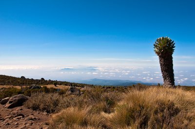 Senecio Over The Valley