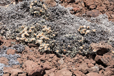 Life On Alpine Desert