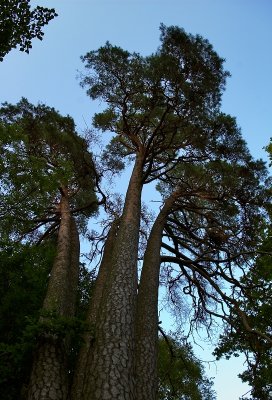 Five Pines - Piec Sosen