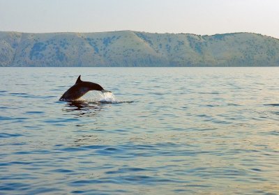 Dolphins In Adriatic Sea