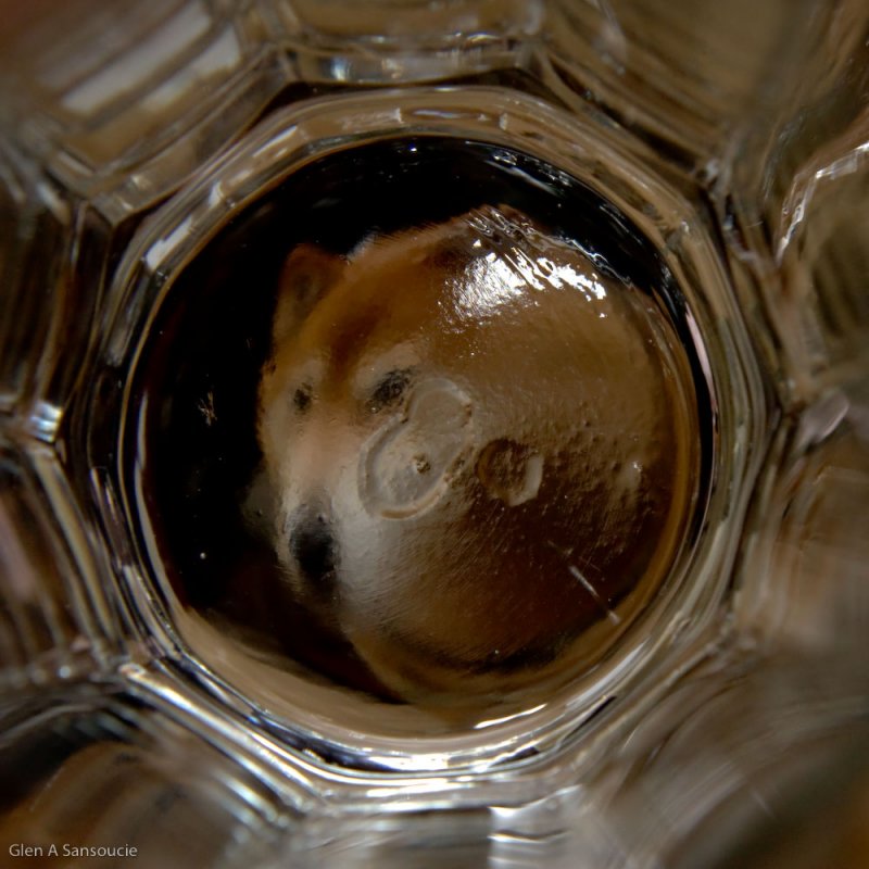 Fox through the drinking glass