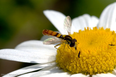 Bug on a daisy