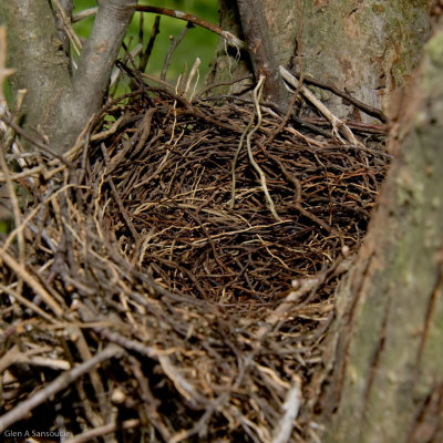 Blue Jay Nest