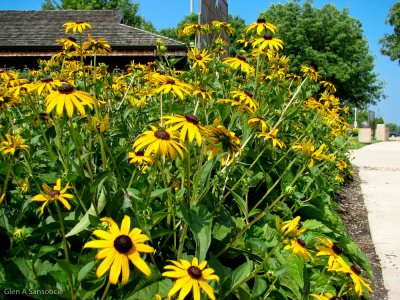 Black-eyed susans