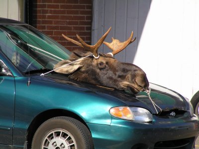 elk-head on car