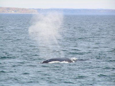 finback whale breathing 5 - 10 times before diving for up to 15 minutes