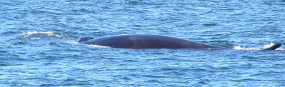 finback whale
