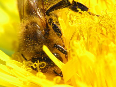 bee with raynox dcr 250