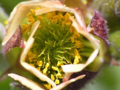 inside the flower