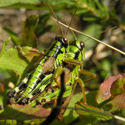 2 grasshoppers