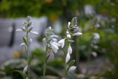 Hosta in dusk @f1.2 M8