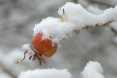   Rose hip in snow