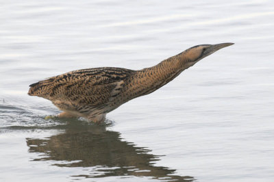 Great Bittern - Roerdomp - Botaurus stellaris