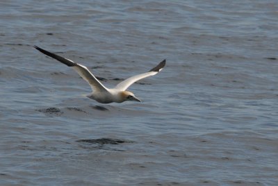 Jan van Gent - Gannet - Morus bassanas