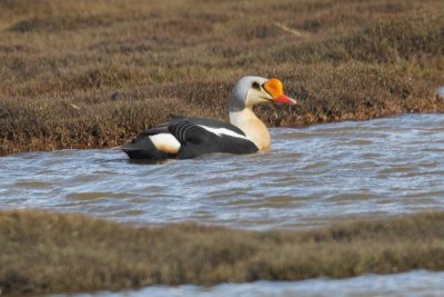 King Eider.