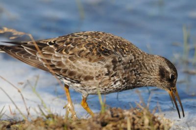  Purple sandpiper.