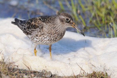 Purple sandpiper