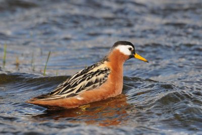 Phalarope.