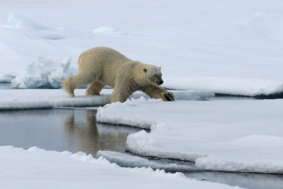 Polar Bear - IJsbeer