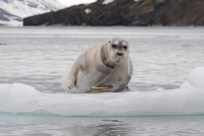 Bearded Seal - Baardrob