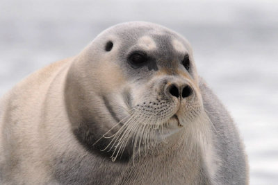 Bearded Seal - Baardrob