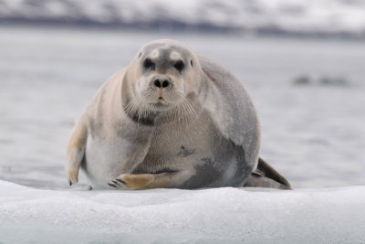 Bearded Seal - Baardrob